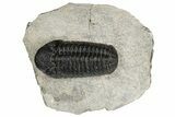 Detailed Morocops Trilobite - Visible Eye Facets #181434-2